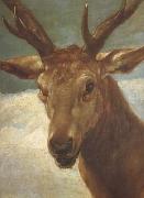 Diego Velazquez Head of a Stag (df01) Germany oil painting artist